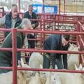 Sheep show and sale (13)